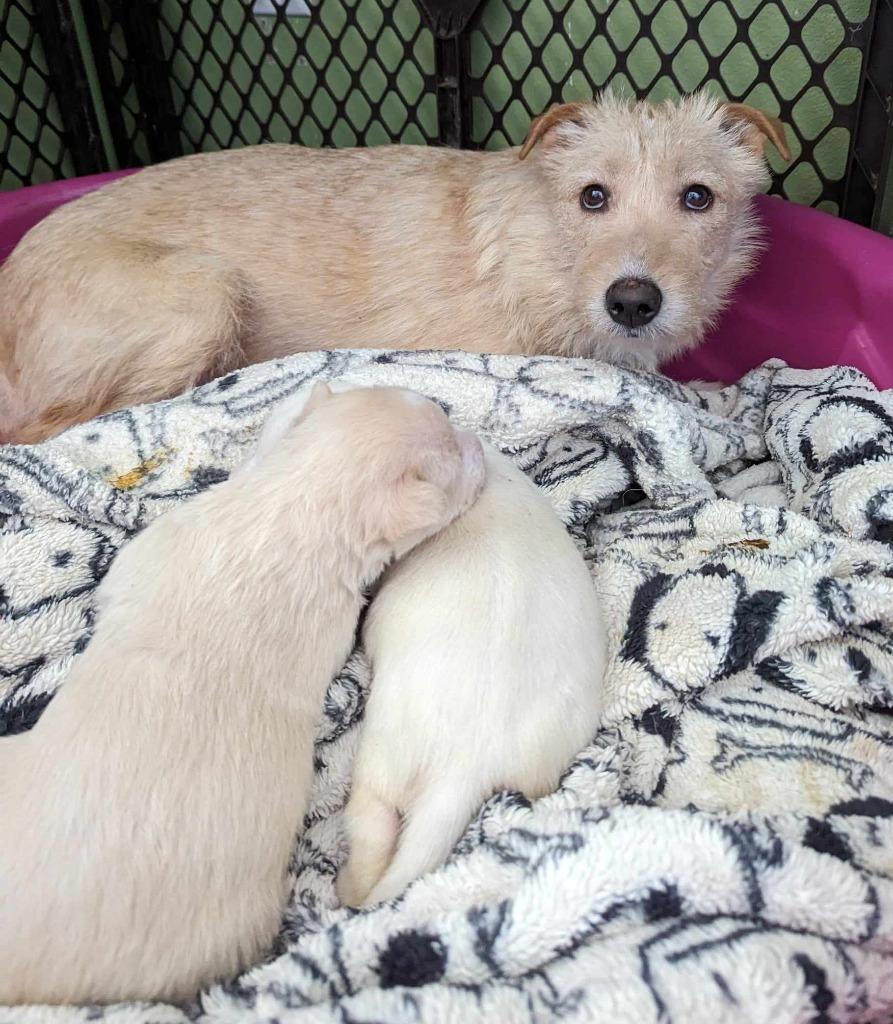 Enlarge Wasabi, a Adoptable mixed breed in San Diego, CA image 2/3