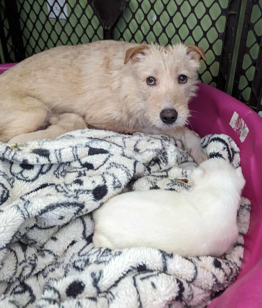 Enlarge Wasabi, a Adoptable mixed breed in San Diego, CA image 3/3