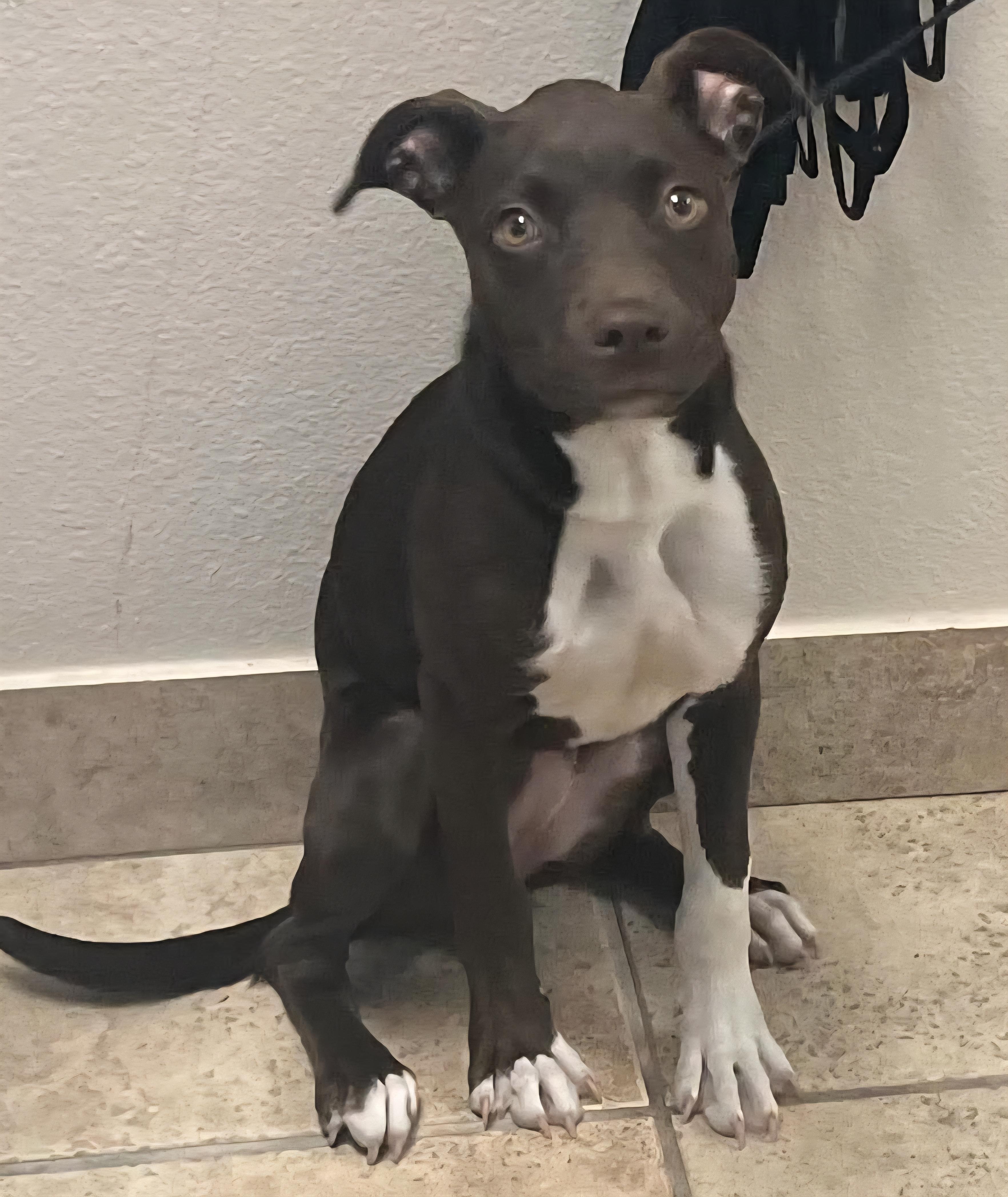 Coco, ADOPTABLE, Puppy Female Pit Bull Terrier.