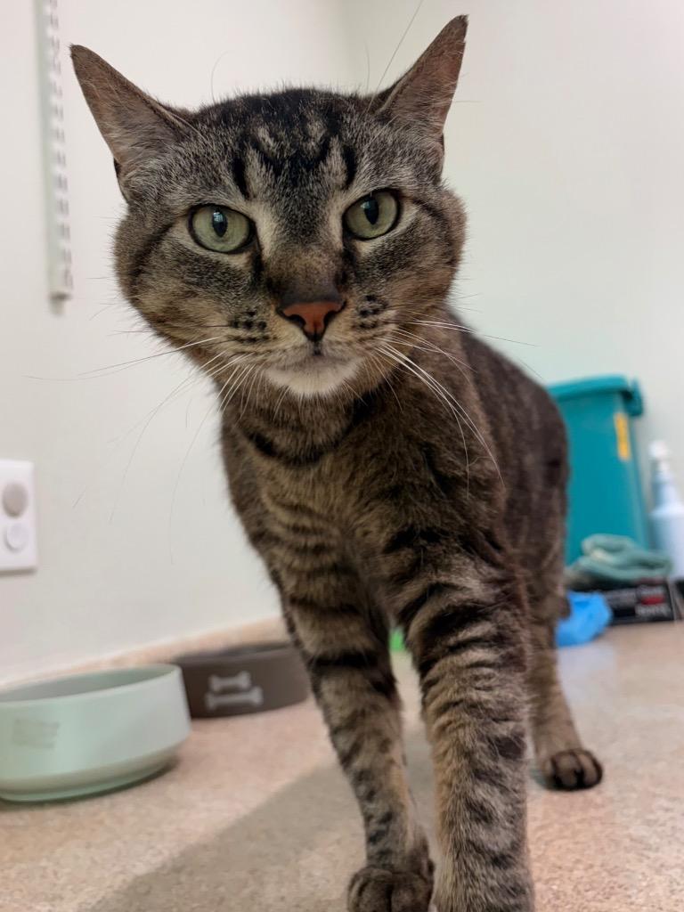 Cadabra, Adoptable, Adult Male Domestic Short Hair.