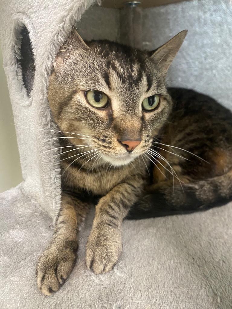 Cadabra, a Adoptable mixed breed in Fall River, MA image 2/6