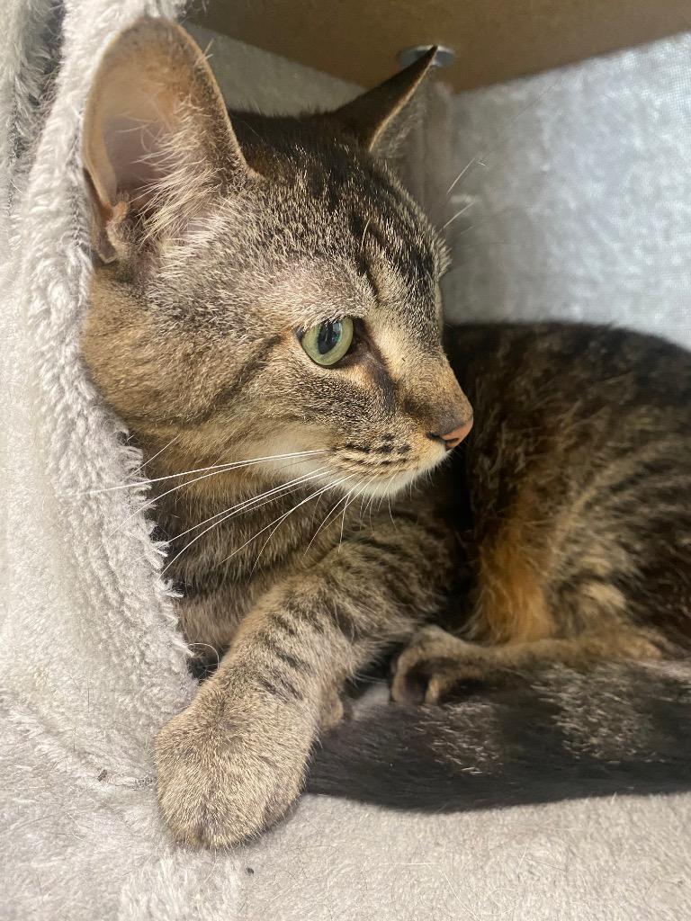 Cadabra, a Adoptable mixed breed in Fall River, MA image 3/6
