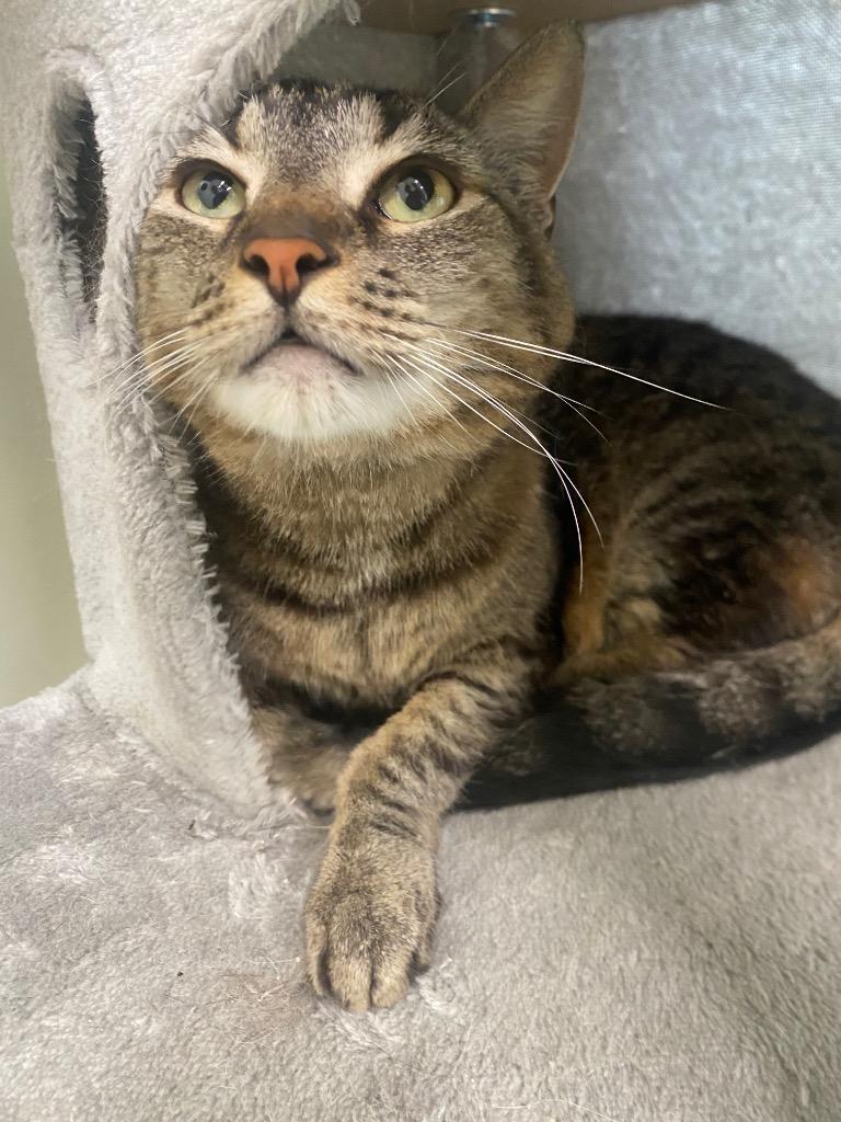 Cadabra, a Adoptable mixed breed in Fall River, MA image 4/6