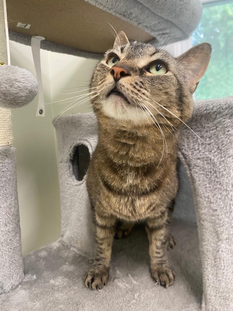 Cadabra, a Adoptable mixed breed in Fall River, MA image 5/6