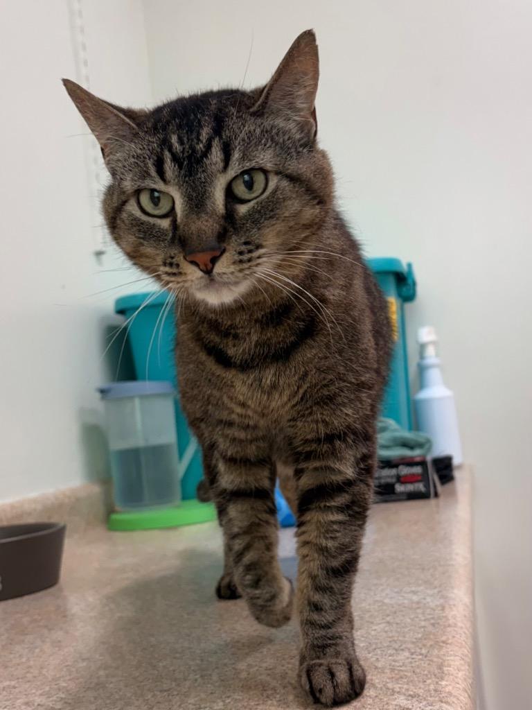Cadabra, a Adoptable mixed breed in Fall River, MA image 6/6