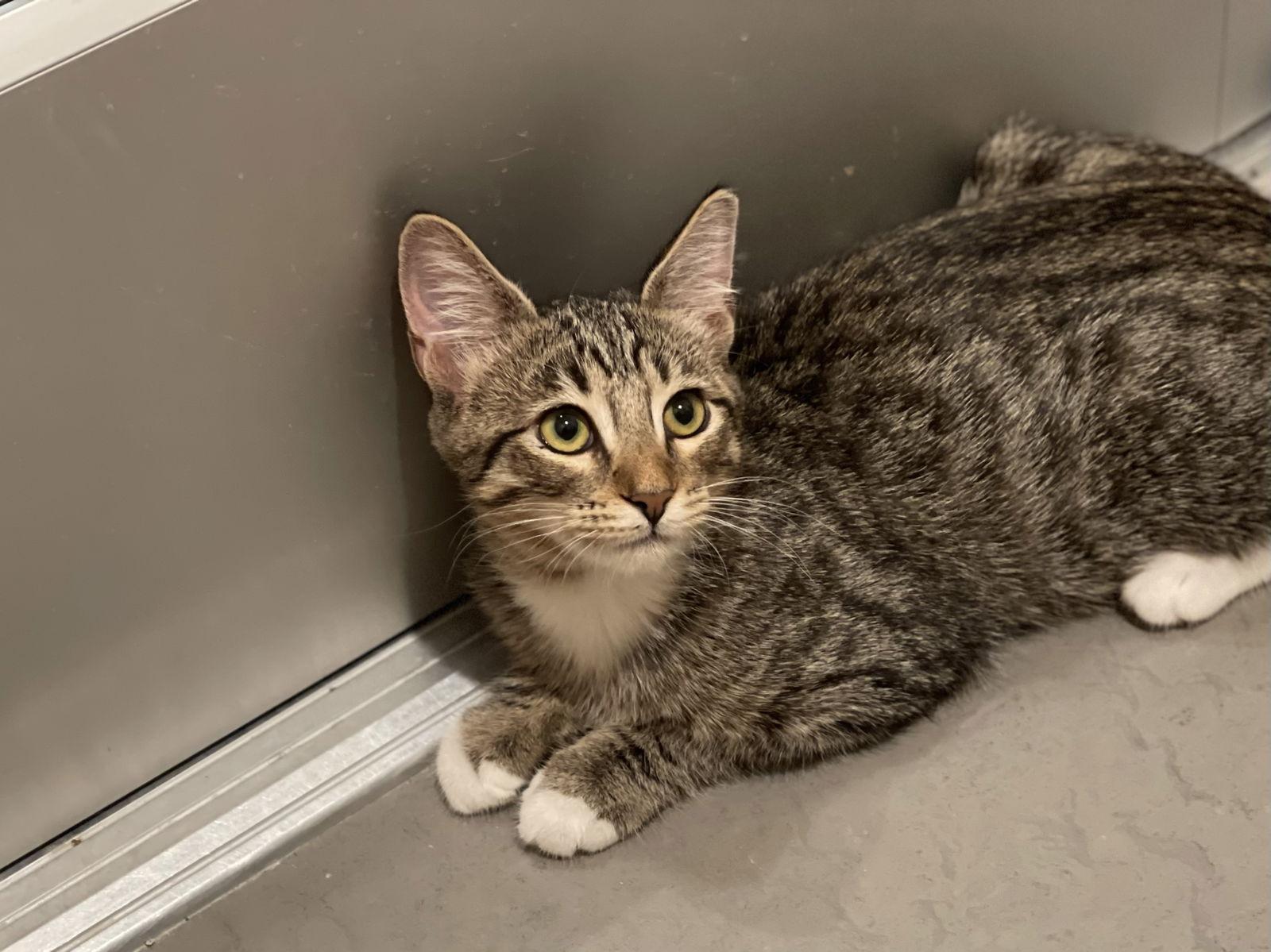 Fresca (bonded with Sprite), Adoptable, Young Female Domestic Short Hair.