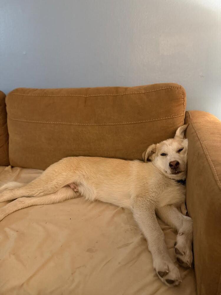 Charlie Brown, Adoptable, Puppy Male Husky & Mixed Breed.