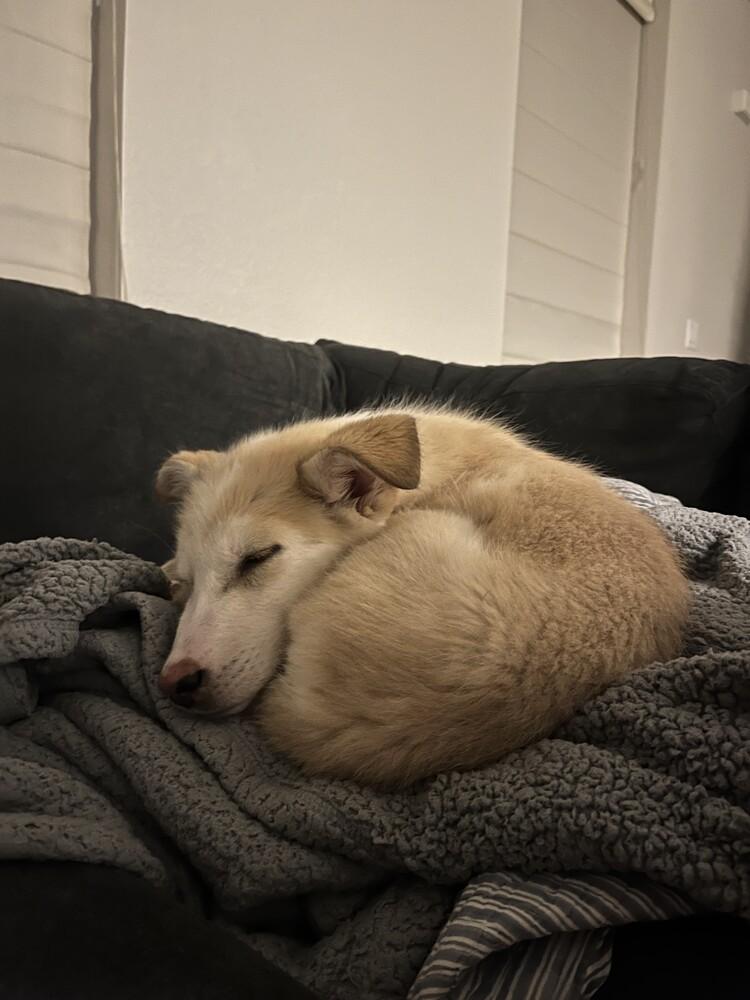 Enlarge Charlie Brown, a Adoptable mixed breed in Denver, CO image 2/6