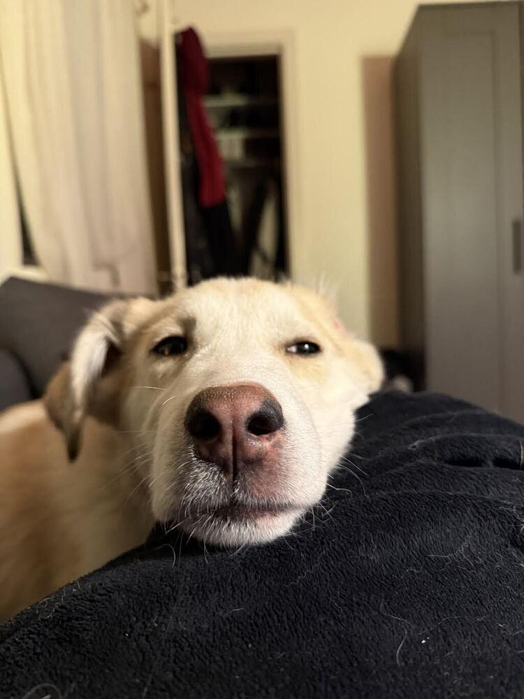 Enlarge Charlie Brown, a Adoptable mixed breed in Denver, CO image 4/6