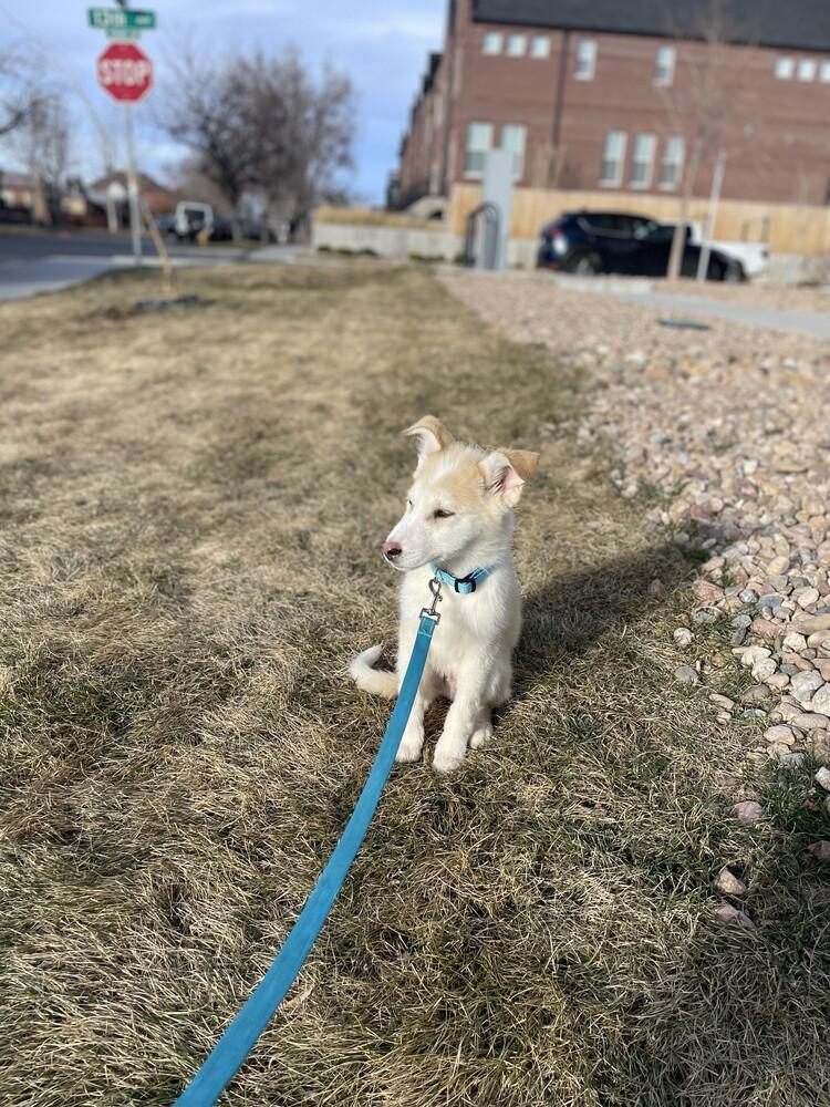 Enlarge Charlie Brown, a Adoptable mixed breed in Denver, CO image 5/6