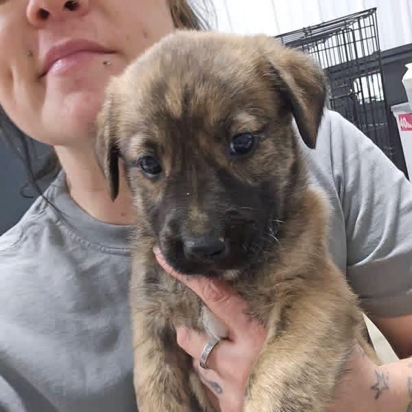 Keurig-100204U, Adoptable, Puppy Female Black Labrador Retriever & Mixed Breed.