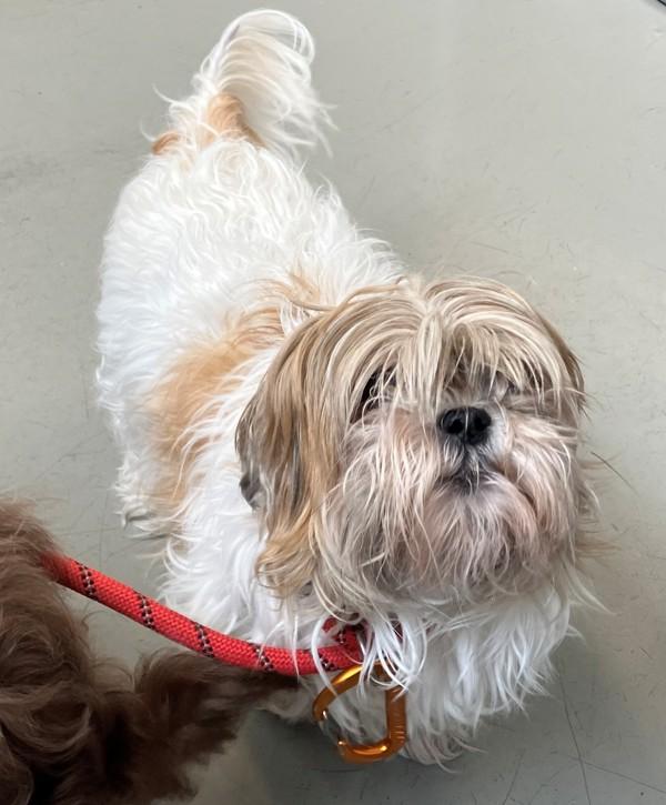 Enlarge Sammie, a Adoptable mixed breed in Staten Island, NY image 2/2