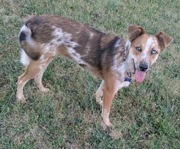 Enlarge Rusty, a Adoptable mixed breed in Bothell, WA image 1/3