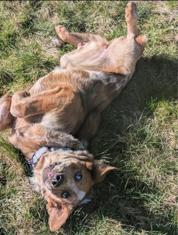 Enlarge Rusty, a Adoptable mixed breed in Bothell, WA image 2/3