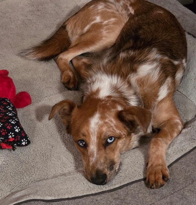 Enlarge Rusty, a Adoptable mixed breed in Bothell, WA image 2/3