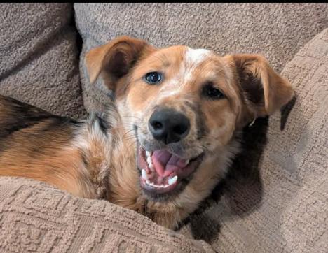 Enlarge Rusty, a Adoptable mixed breed in Bothell, WA image 3/3