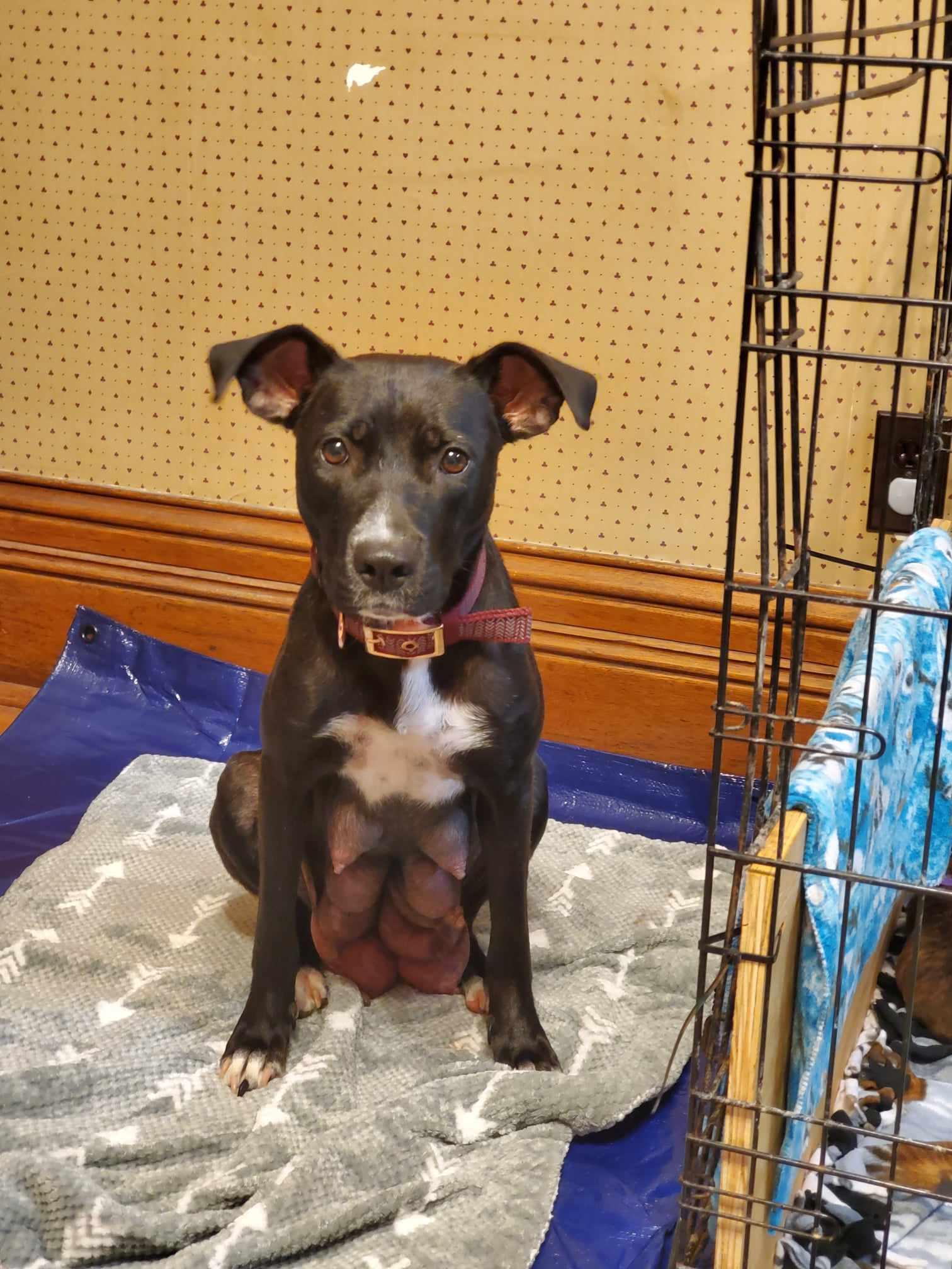 Enlarge Iris, a Adoptable Terrier in Waterloo, IA image 1/3