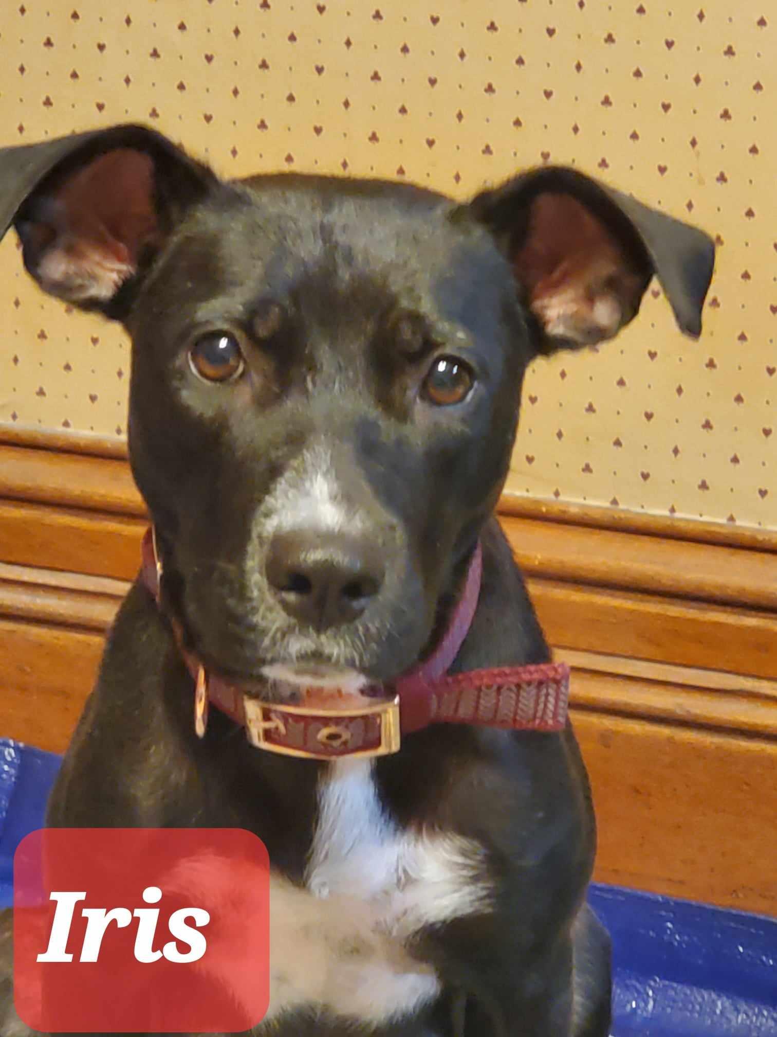 Enlarge Iris, a Adoptable Terrier in Waterloo, IA image 2/3