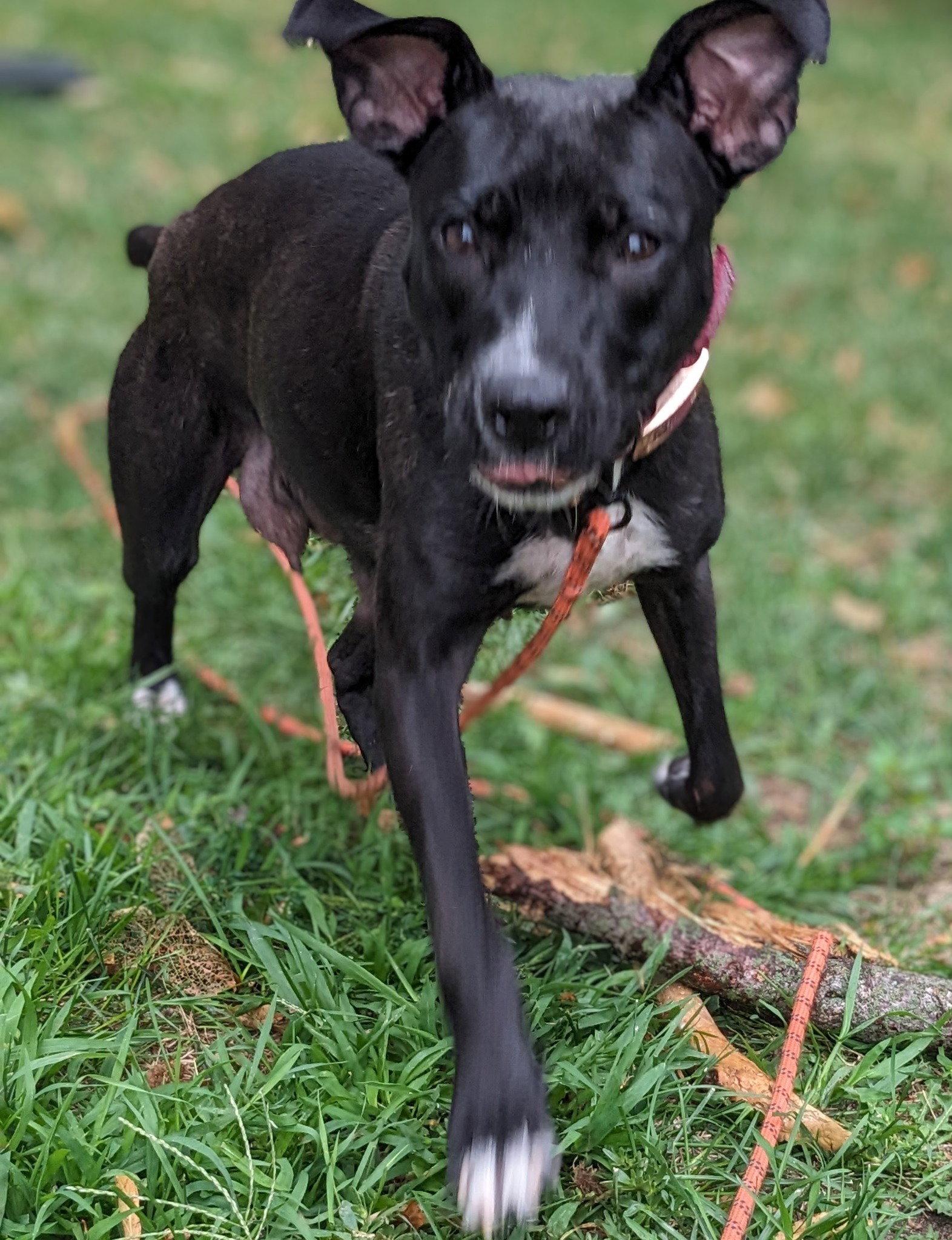 Enlarge Iris, a Adoptable Terrier in Waterloo, IA image 3/3