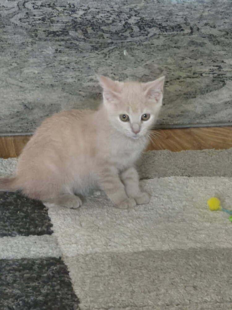Enlarge Scout, a Adoptable mixed breed in Mooresville, NC image 3/4