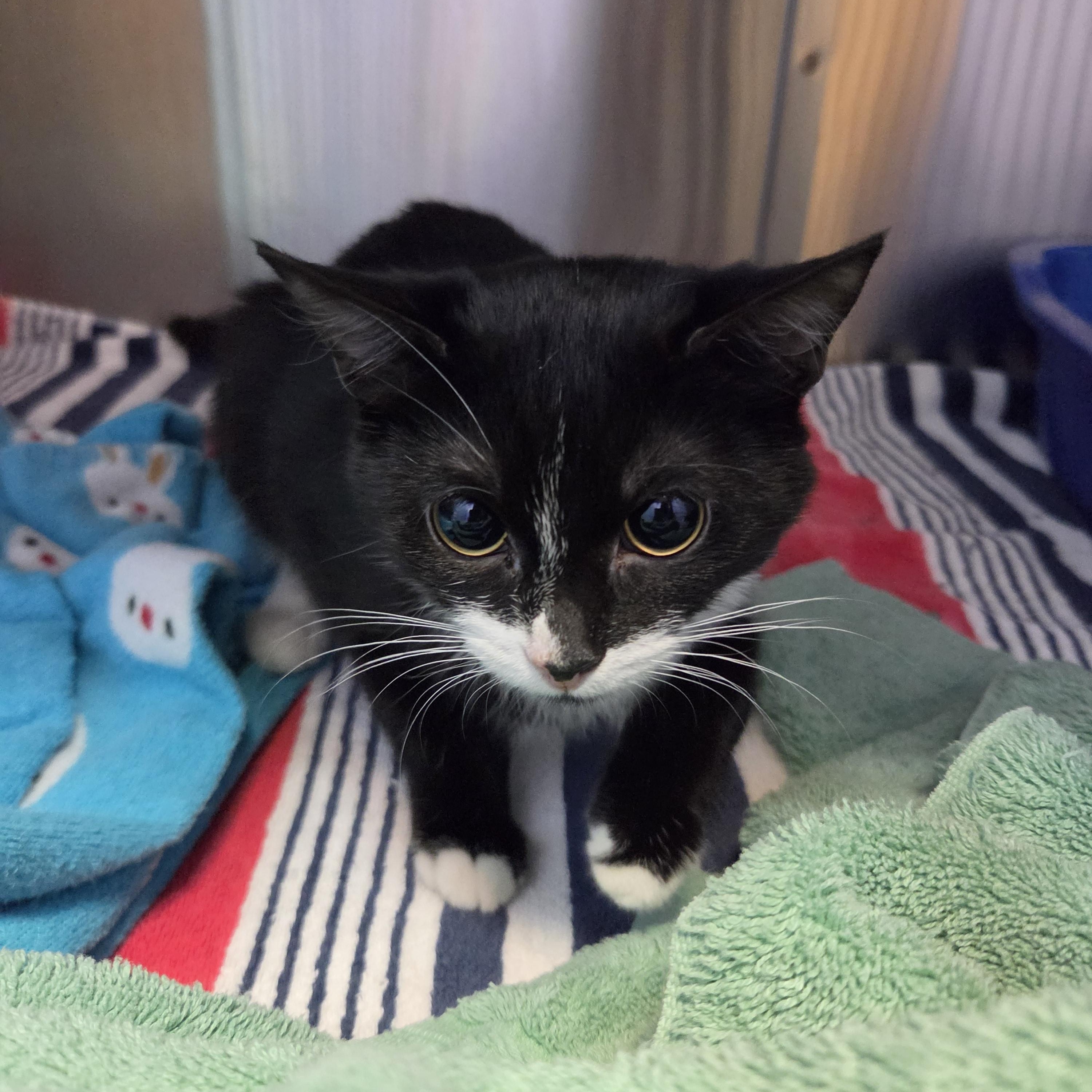 Daffodil by Florence and the Machine, adoptable, Young Female Domestic Short Hair.