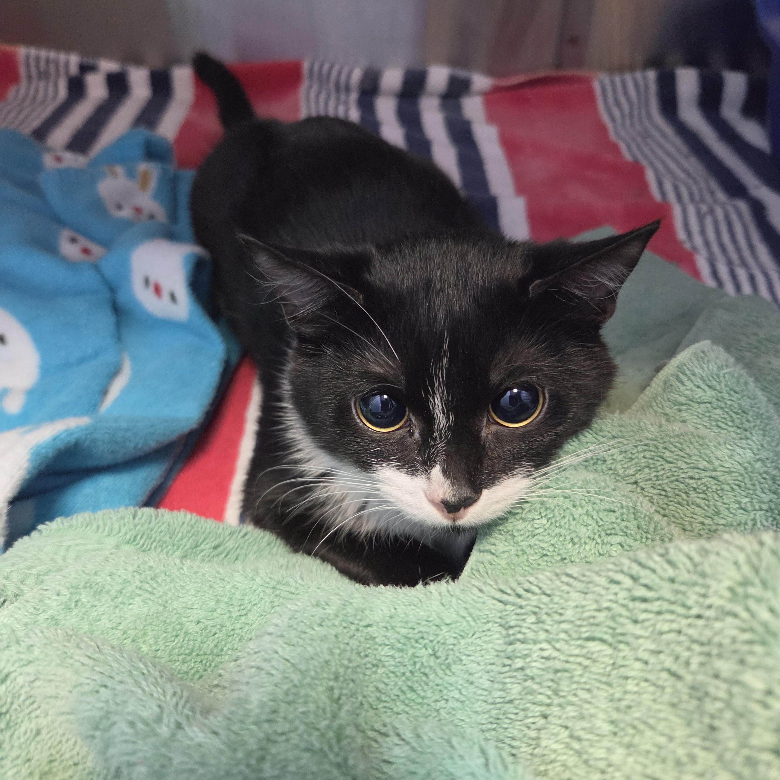Daffodil by Florence and the Machine, an adoptable Domestic Short Hair in Brookings, SD image 3/3