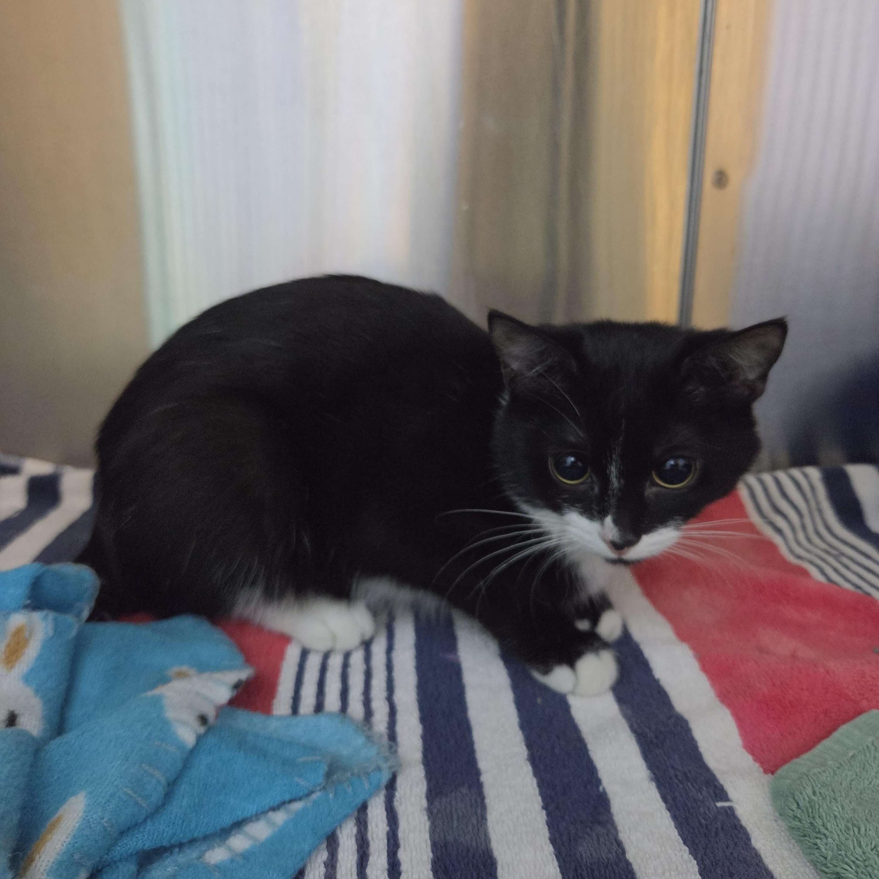 Daffodil by Florence and the Machine, an adoptable Domestic Short Hair in Brookings, SD image 2/3