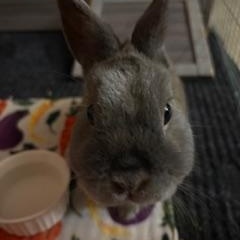 Enlarge Chandler Courtesy Listed, a ADOPTABLE Netherland Dwarf in Midland, MI image 4/6