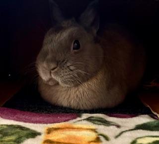 Enlarge Chandler Courtesy Listed, a ADOPTABLE Netherland Dwarf in Midland, MI image 6/6