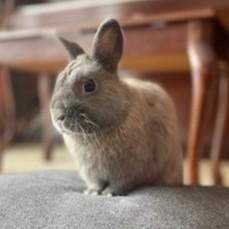 Enlarge Chandler Courtesy Listed, a ADOPTABLE Netherland Dwarf in Midland, MI image 1/6