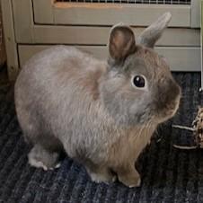 Enlarge Chandler Courtesy Listed, a ADOPTABLE Netherland Dwarf in Midland, MI image 2/6