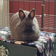 Enlarge Chandler Courtesy Listed, a ADOPTABLE Netherland Dwarf in Midland, MI image 3/6