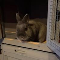 Enlarge Chandler Courtesy Listed, a ADOPTABLE Netherland Dwarf in Midland, MI image 5/6