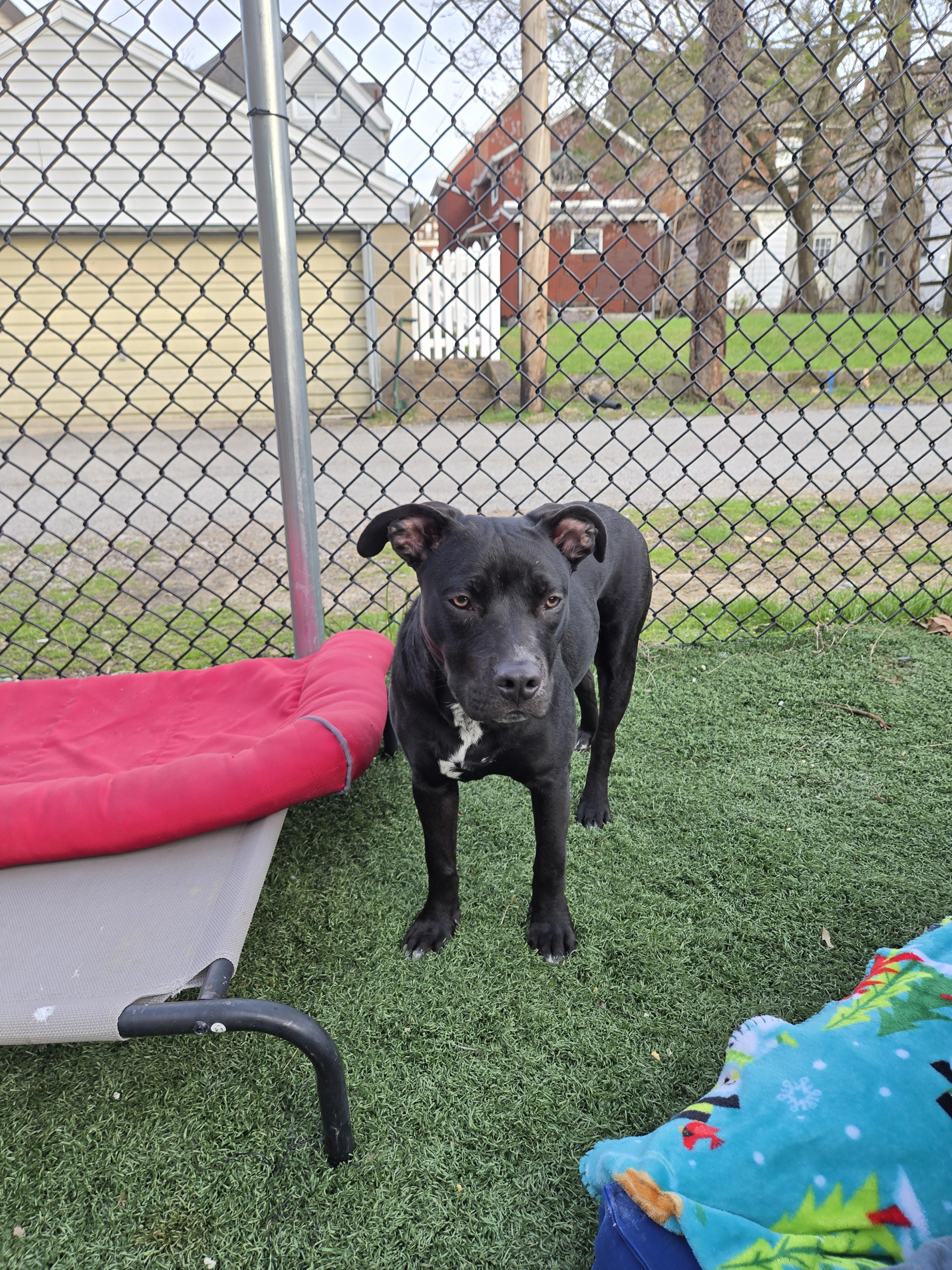 HANNIBAL tinycauseadopt@gmail.com , a ADOPTABLE mixed breed in Vandergrift, PA image 3/5