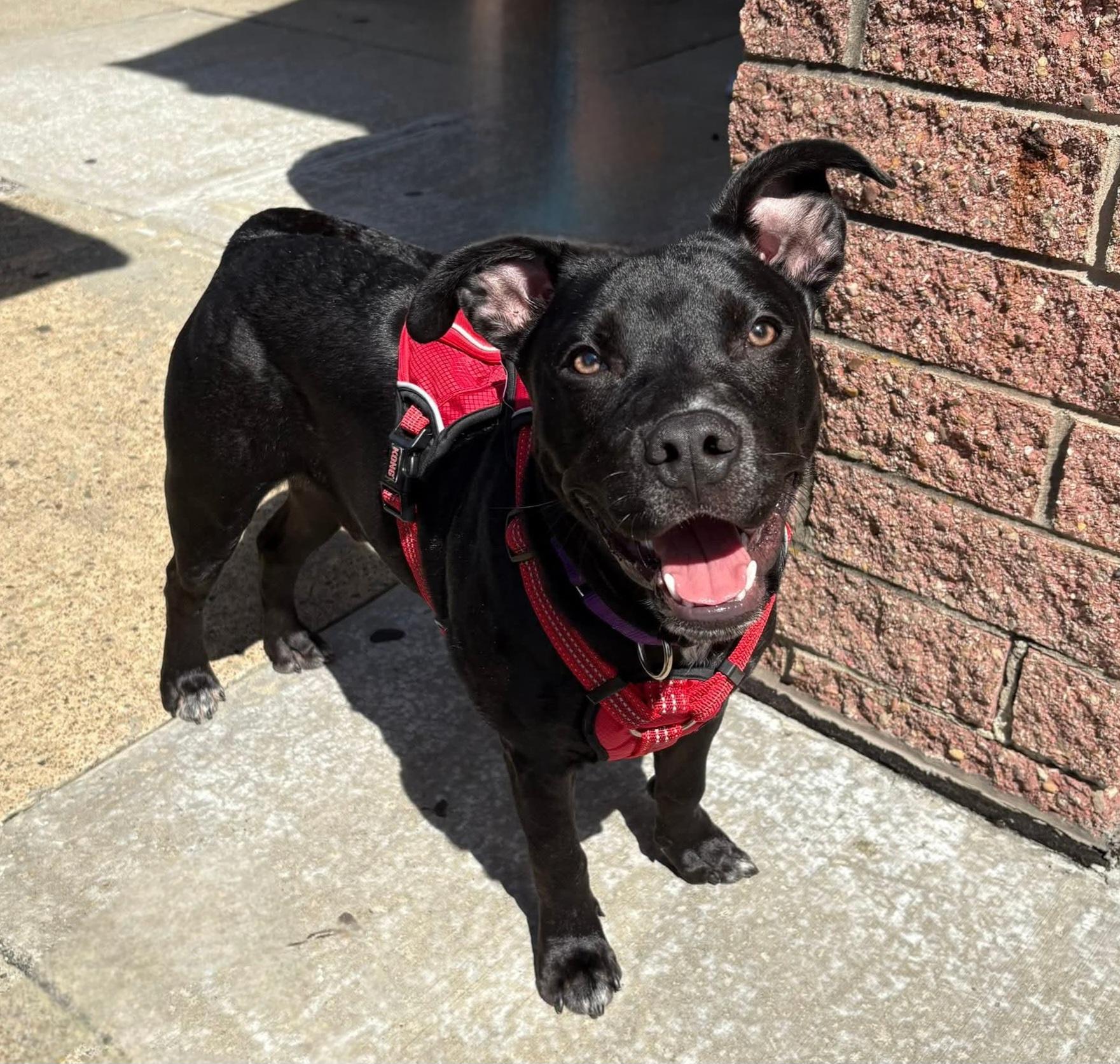 HANNIBAL tinycauseadopt@gmail.com , a ADOPTABLE mixed breed in Vandergrift, PA image 2/5