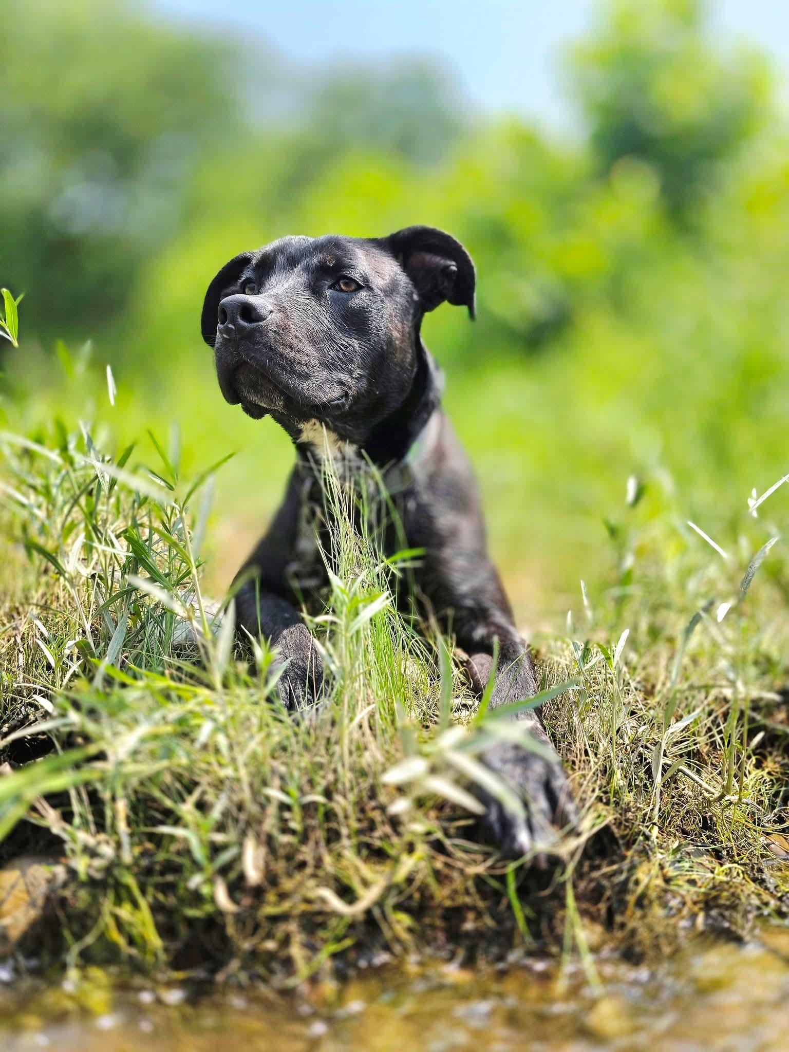 HANNIBAL tinycauseadopt@gmail.com , a ADOPTABLE mixed breed in Vandergrift, PA image 3/6