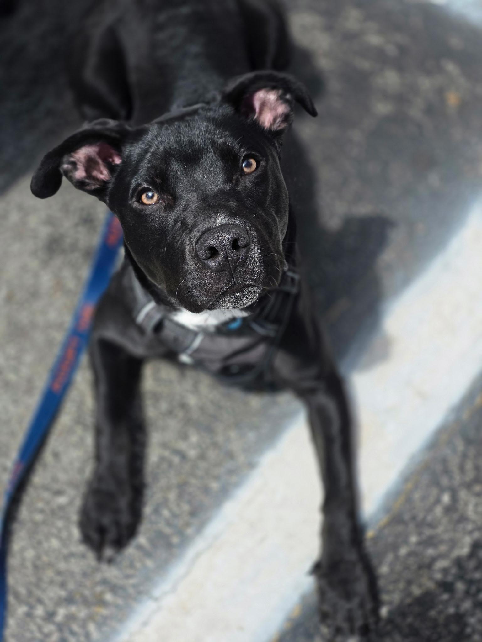 HANNIBAL tinycauseadopt@gmail.com , ADOPTABLE, Puppy Male Pit Bull Terrier & Labrador Retriever.
