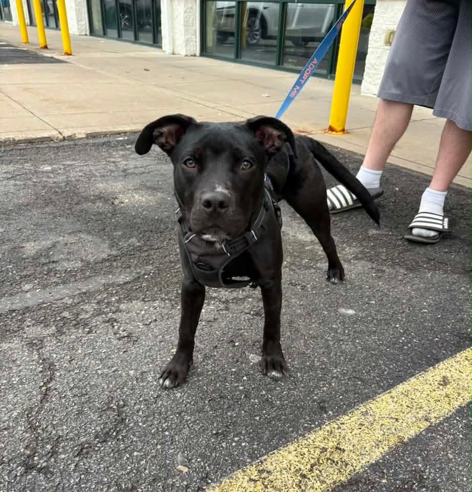 HANNIBAL tinycauseadopt@gmail.com , a ADOPTABLE mixed breed in Vandergrift, PA image 5/5