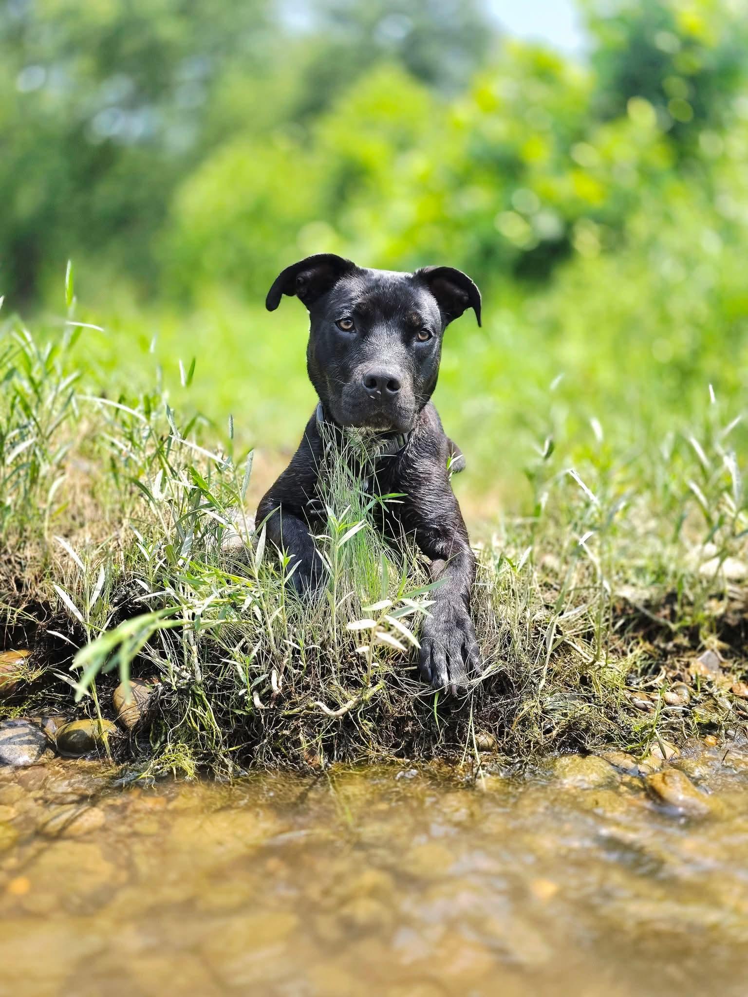 HANNIBAL tinycauseadopt@gmail.com , ADOPTABLE, Puppy Male Pit Bull Terrier & Labrador Retriever.