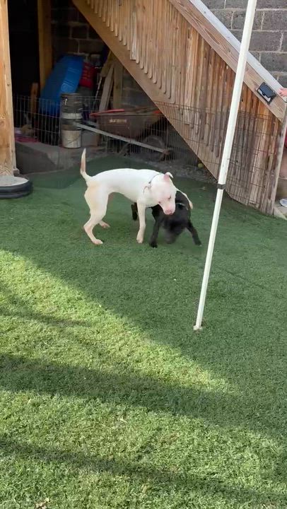 Enlarge HANNIBAL tinycauseadopt@gmail.com , a ADOPTABLE mixed breed in Vandergrift, PA video 4/5