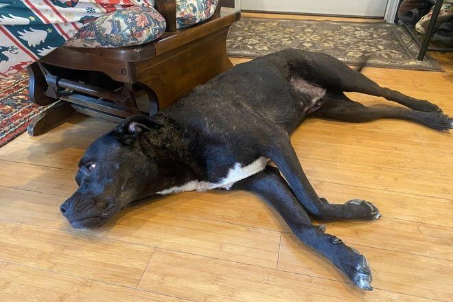 Coco, Adoptable, Adult Male Pit Bull Terrier.