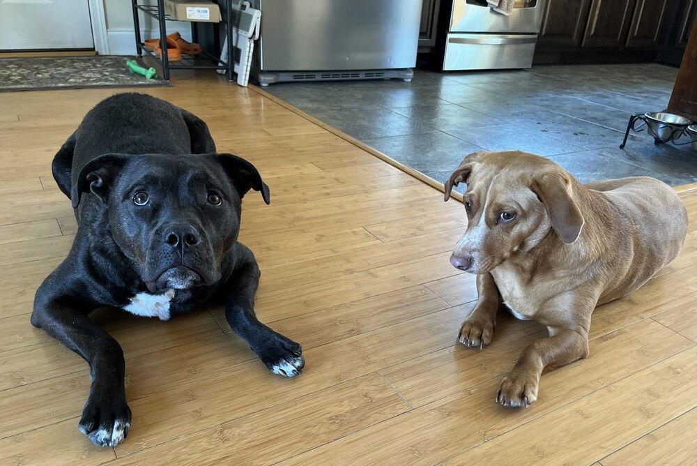 Coco, a Adoptable Pit Bull Terrier image 2/3