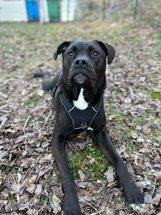 Coco, a Adoptable Pit Bull Terrier image 3/3