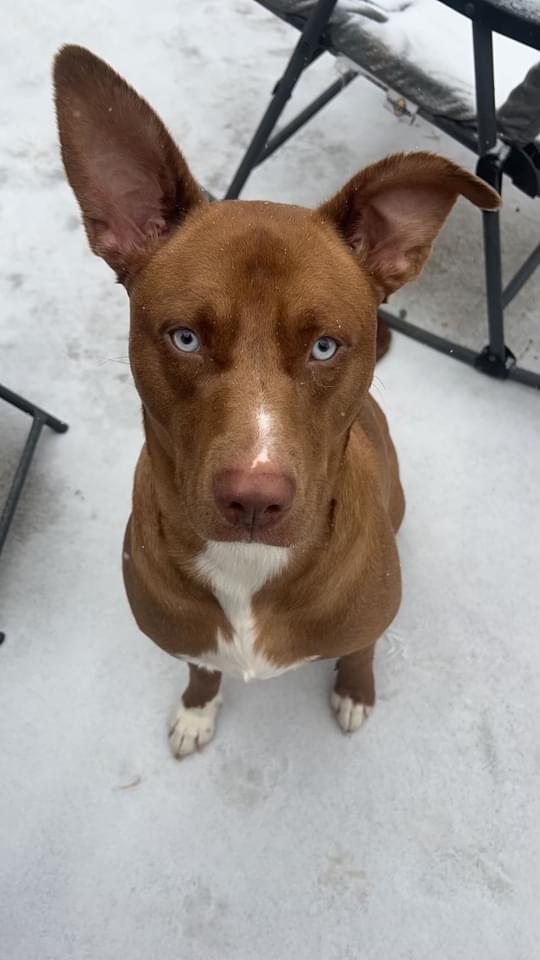 Kai, Adoptable, Young Male Husky & American Staffordshire Terrier.