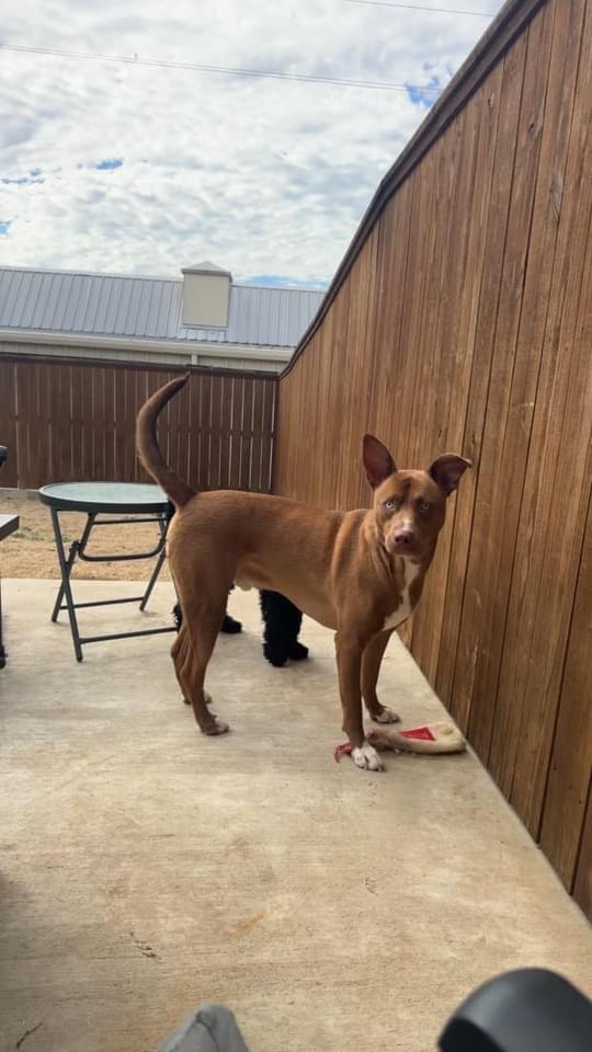 Enlarge Kai, a Adoptable mixed breed in Center, TX image 2/3