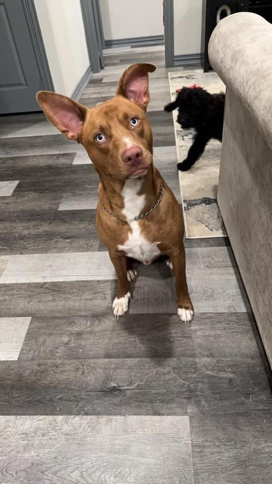 Enlarge Kai, a Adoptable mixed breed in Center, TX image 3/3