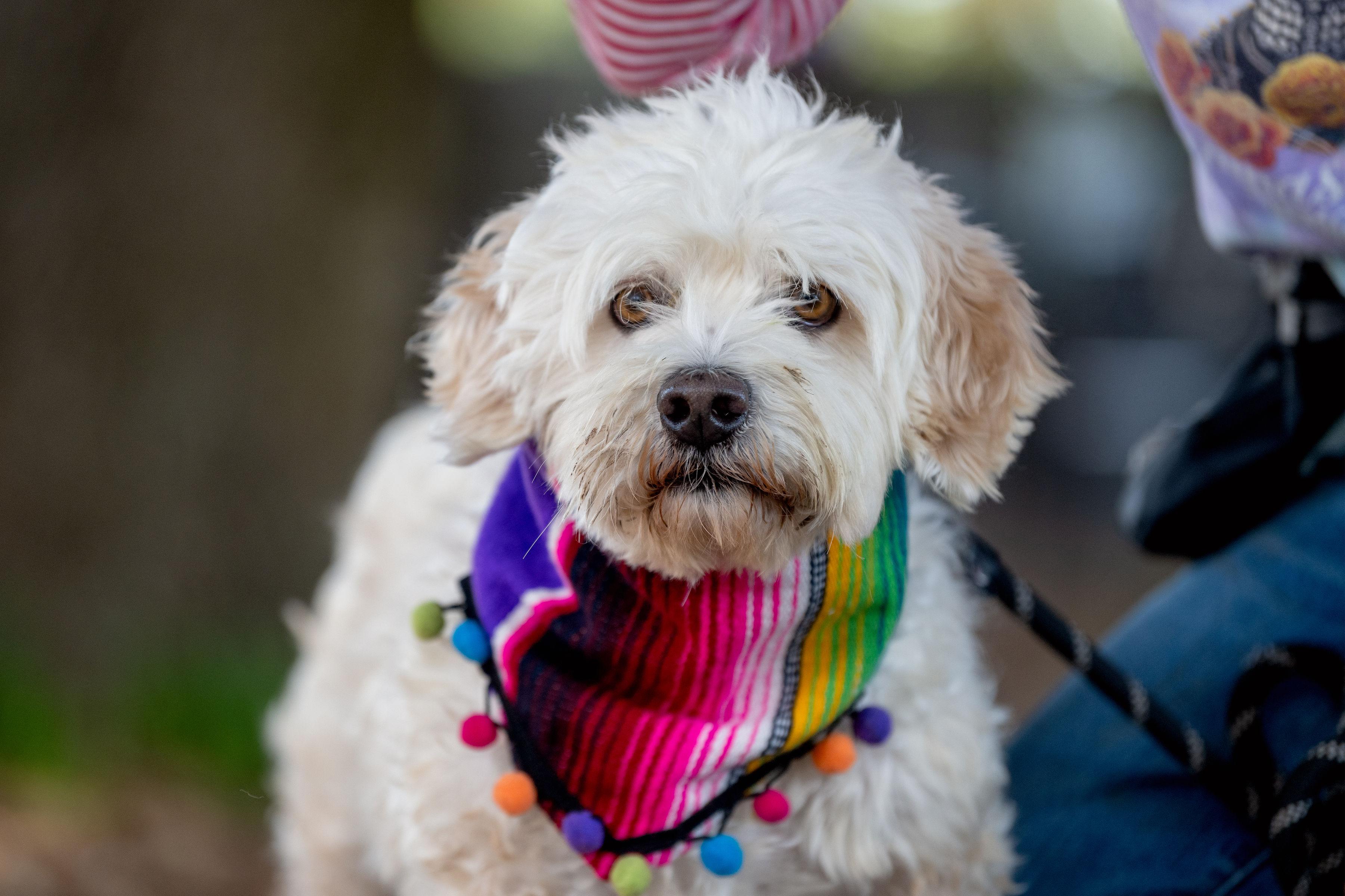 Eddie, a ADOPTABLE mixed breed in Santa Rosa, CA image 1/3