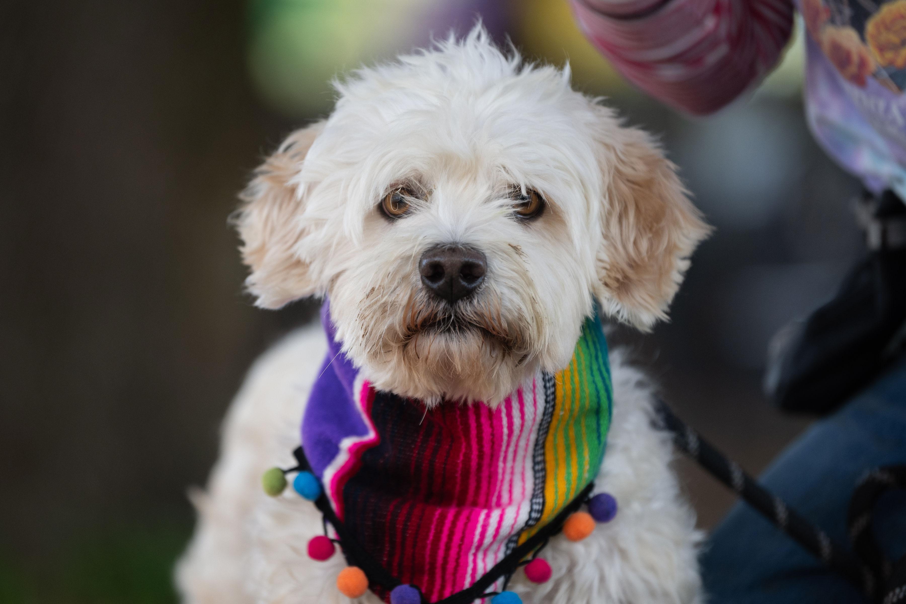 Eddie, a ADOPTABLE mixed breed in Santa Rosa, CA image 2/3