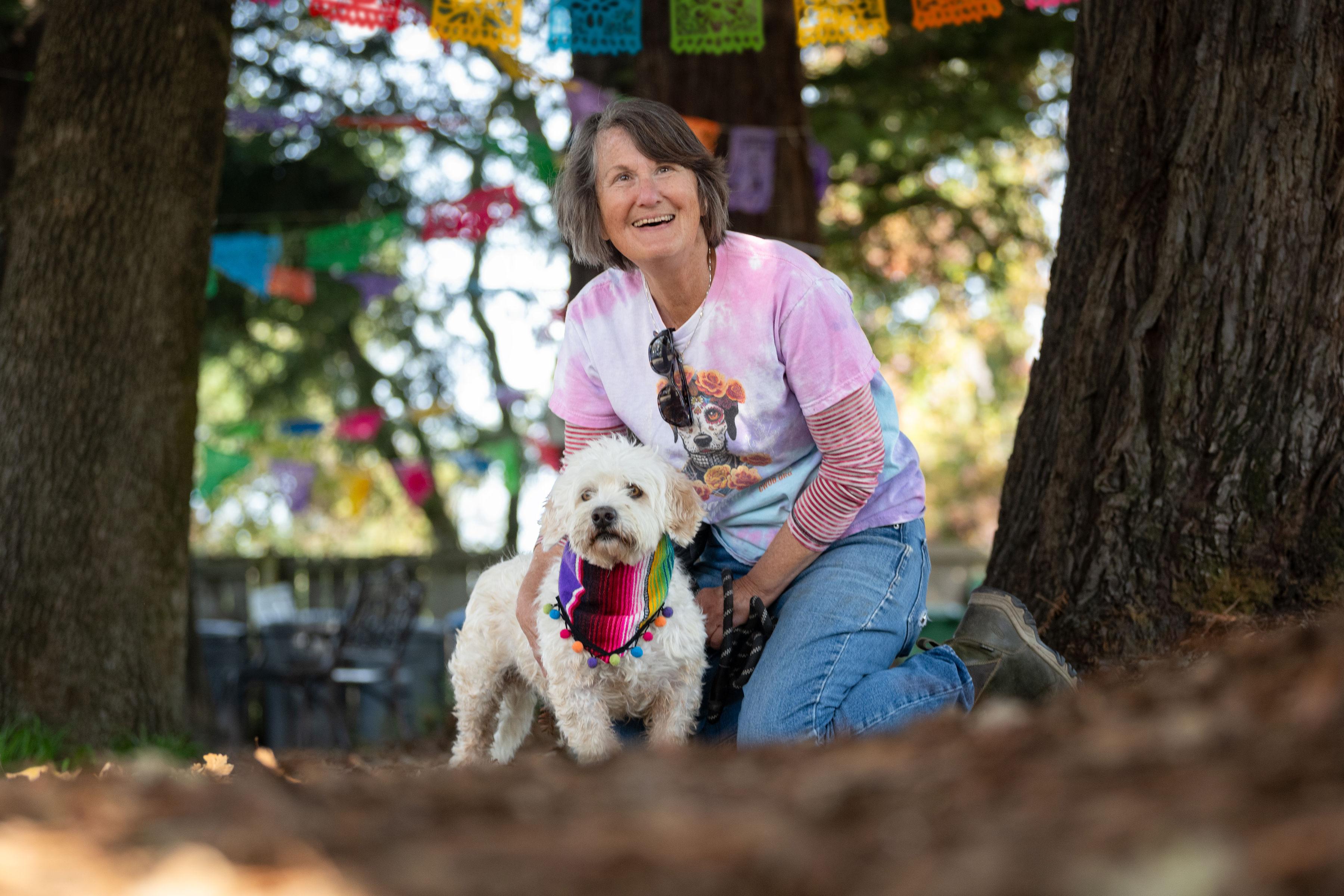 Eddie, ADOPTABLE, Adult Male Poodle.