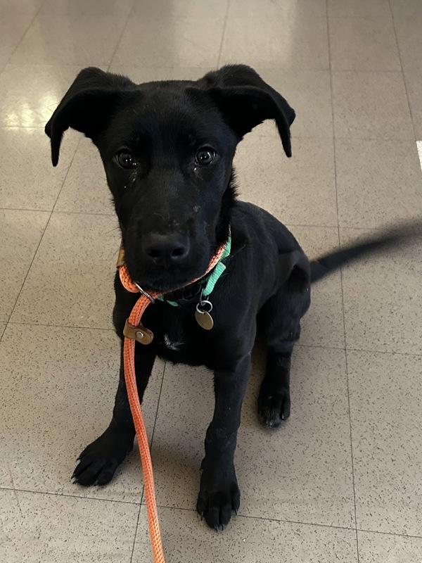 Stella, Adoptable, Young Female Cane Corso & German Shepherd Dog.